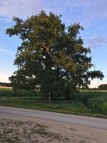 Eiche Langenaltheim