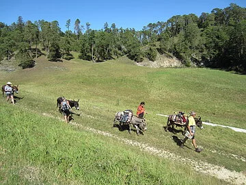 Eselwandern mit Pack.Esel