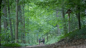 Weißenburg Weg Nr. 2 Strecke NFH-Bismarckturm - Wanderer