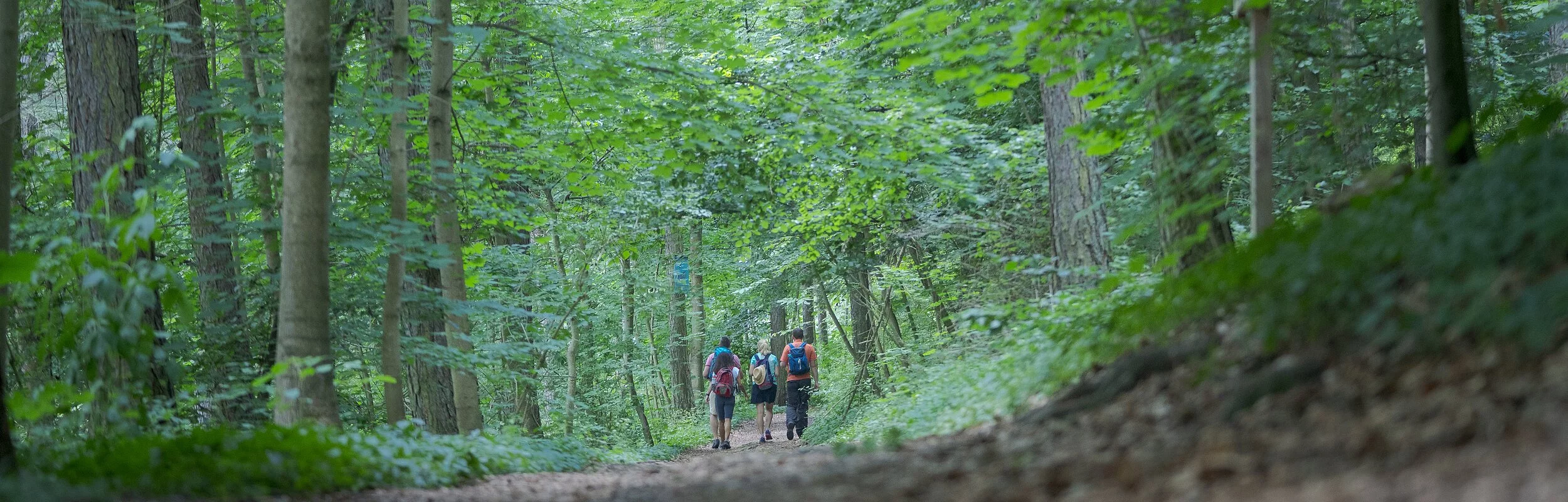 Weg Nr. 2 Strecke NFH-Bismarckturm - Wanderer