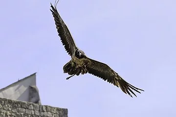 Flugvorführungen auf Schloss Rosenburg