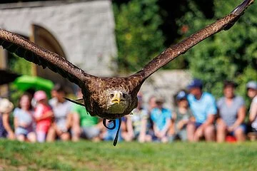 Flugvorführungen auf Schloss Rosenburg