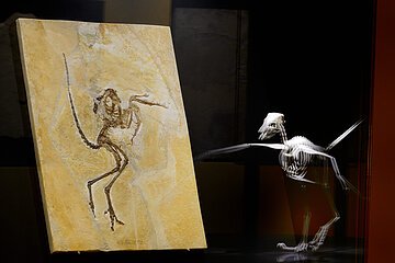 Fossilien im Museum Solnhofen