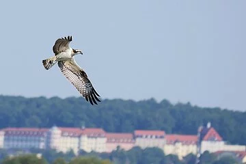 Ein Fischadler im Flug. Im Hintergund eine lange Burg.
