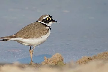 Nahaufnahme eines Flußregenpfeifer am Ufer eines Sees.