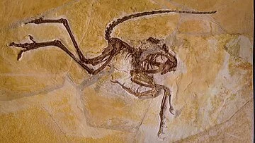 Archaeopteryx im Museum Solnhofen