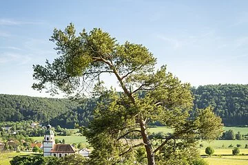 Altmühltal-Panoramaweg (Gungolding)