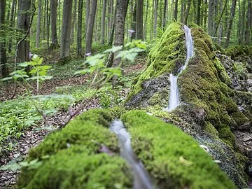 Steinerne Rinne bei Wolfsbronn