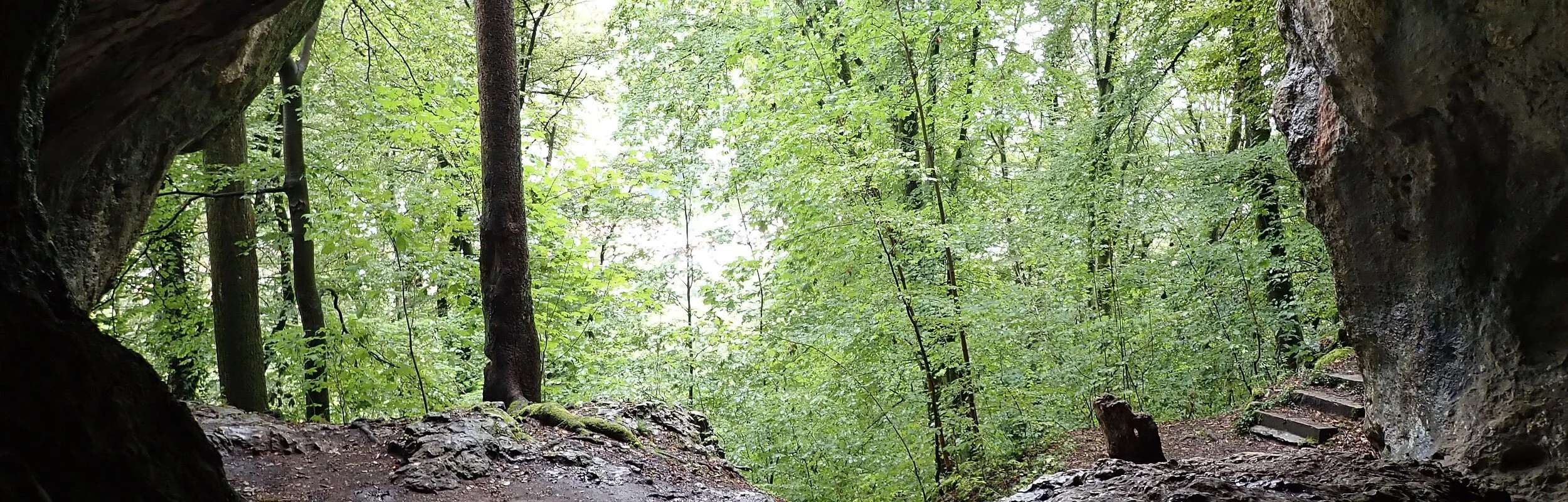 Bild der Haupthöhle mit Blick nach außen in den Wald