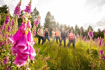 Pauschalangebot Aktiv und Entspannt Wanderer stehen auf einer Wiese zwischen Blumen und schauen in das Tal. Die Sonne strahlt auf die Wiese.