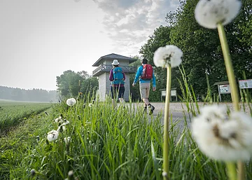 Wanderer am Limesturm Erkertshofen Zwei Wanderer, eine Frau und ein Mann, laufen auf den Limesturm zu. Beide haben einen Rucksack dabei. Im Vordergrund sind einige Pusteblumen im Gras zu sehen. Der Himmel ist bewölkt.