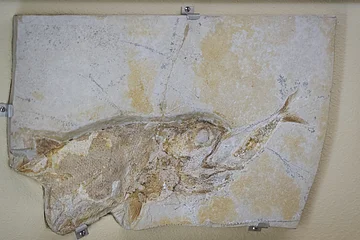 Ein versteinerter Fisch ist i8m Museum Bergér zu sehen.