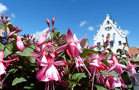 Fuchsien- und Kräutermarkt in Wemding Pinkfarbene Fuchsienblüten im Vordergrund, im Hintergrund ein Gebäude mit Giebeldach unter blauem Himmel.