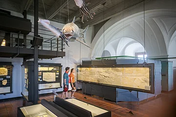 Besucher des Jura-Museums Eichstätt Zwei Personen betrachten Fossilien in einem Museum mit einem Modell eines prähistorischen Fisches an der Decke.