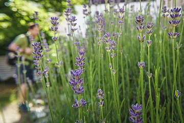 Lavendelblüten im Vordergrund, unscharfe Person im Hintergrund.