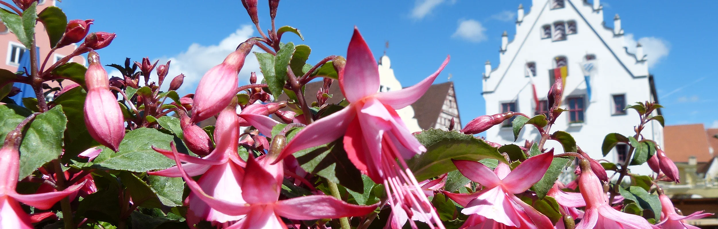 Fuchsien- und Kräutermarkt in Wemding Pinkfarbene Fuchsienblüten im Vordergrund, im Hintergrund ein Gebäude mit Giebeldach unter blauem Himmel.