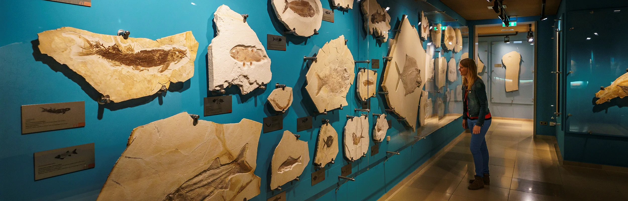 Frau betrachtet in Museum fossile Fischabdrücke an blauer Wand mit Beleuchtung und Informationstafeln.