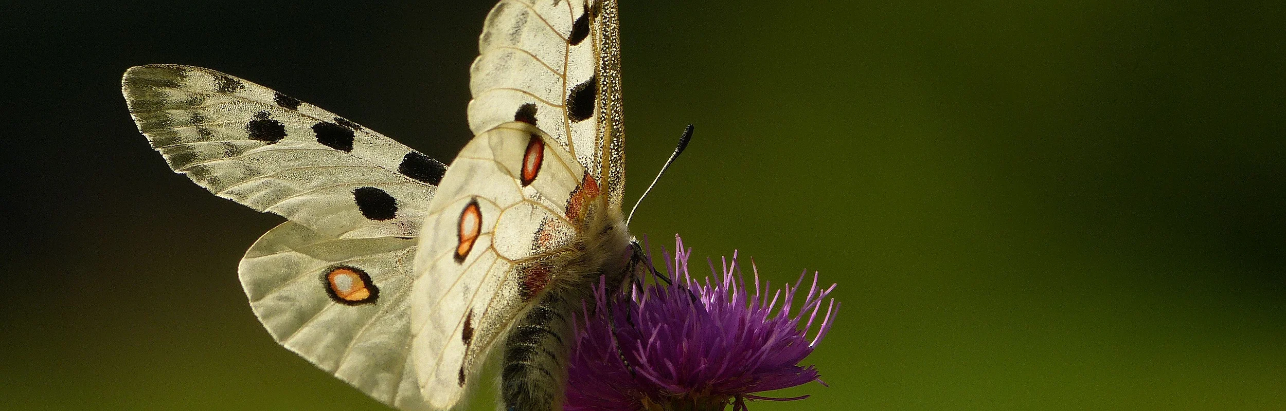 Schmetterling mit weißen Flügeln und schwarzen Punkten sitzt auf lila Blüte vor grünem Hintergrund.