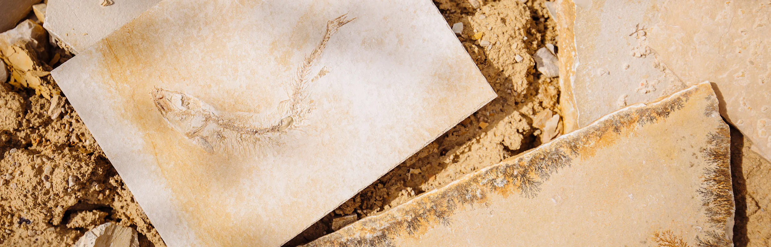 Steinplatten mit Dendriten und Fossilien
