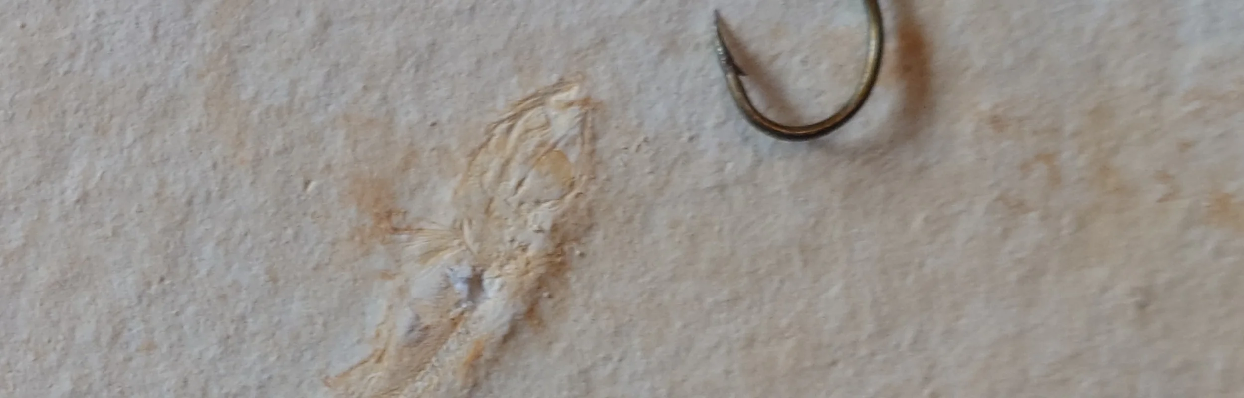 Fossiler Fisch und Angelhaken liegen nebeneinander auf einer hellen Steinoberfläche.