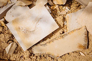 Steinplatten Steinplatten mit Dendriten und Fossilien