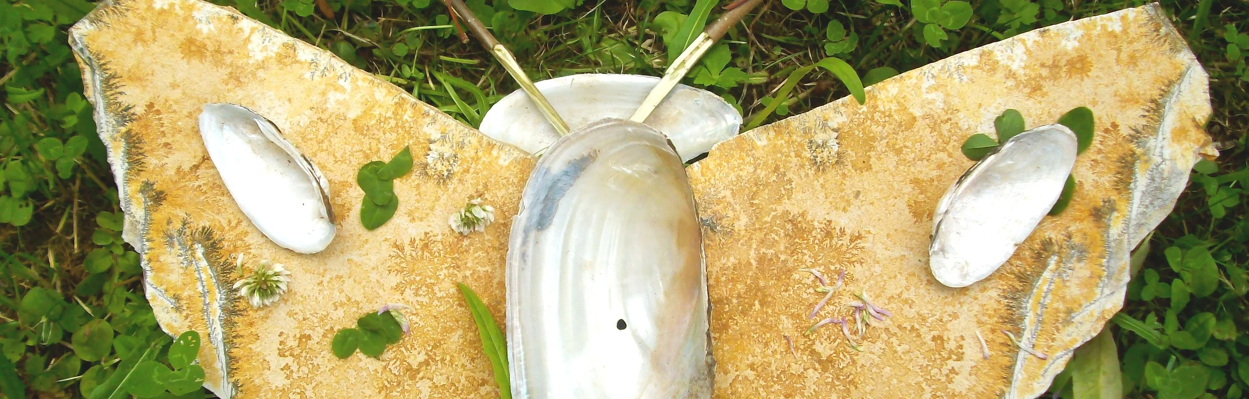 Schmetterlingsform aus Muscheln und Blättern auf grünem Gras liegend.