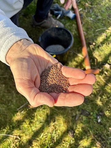 Leinsamen in Hand
