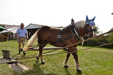 Ein Pferd mit einem Dengelapparat steht auf der Wiese und zieht das Gerät. Hinter dem Pferd ist ein Mann mit Hut und Lederhose und hält die Zügel in der Hand.