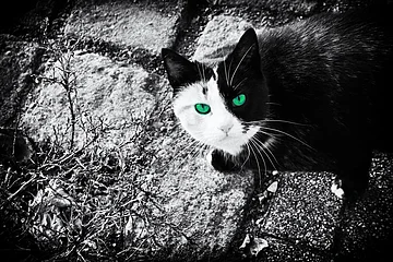 Schwarz-weiße Katze mit grünen Augen sitzt auf Steinboden neben vertrocknetem Busch.