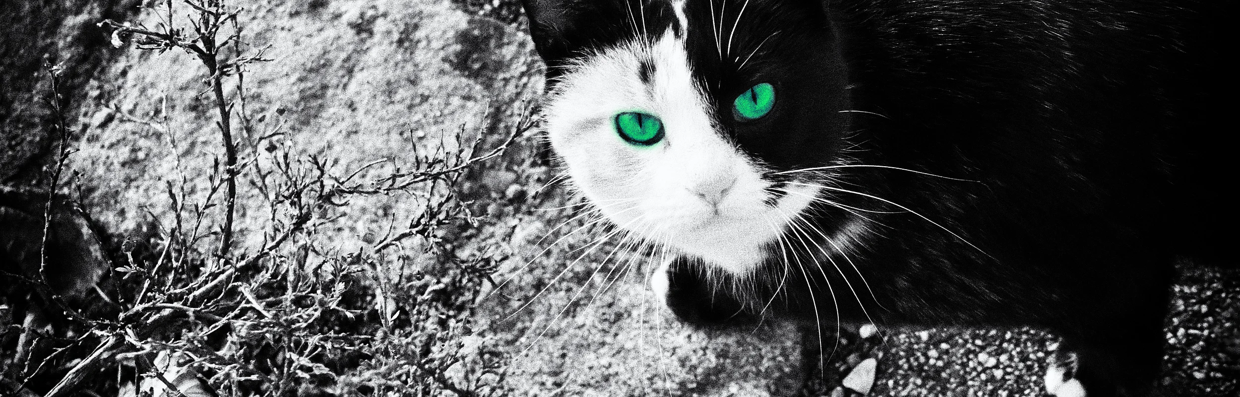 Schwarz-weiße Katze mit grünen Augen sitzt auf Steinboden neben vertrocknetem Busch.