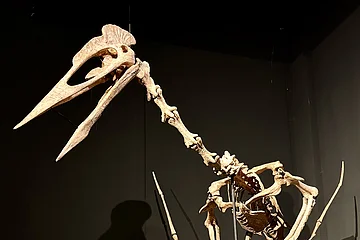 Skelett eines großen Flugsauriers mit langem Schnabel und Eiern auf schwarzem Podest vor dunklem Hintergrund.