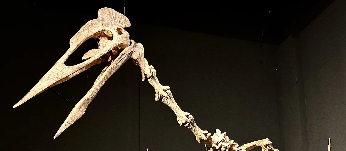 Skelett eines großen Flugsauriers mit langem Schnabel und Eiern auf schwarzem Podest vor dunklem Hintergrund.