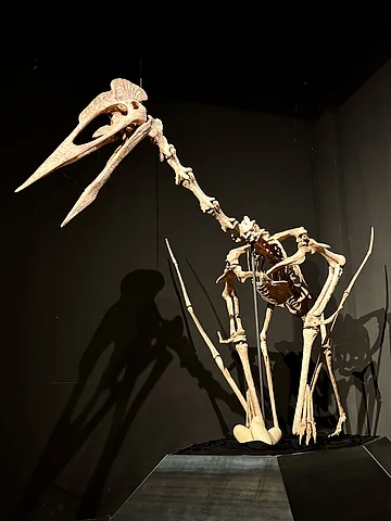 Skelett eines großen Flugsauriers mit langem Schnabel und Eiern auf schwarzem Podest vor dunklem Hintergrund.