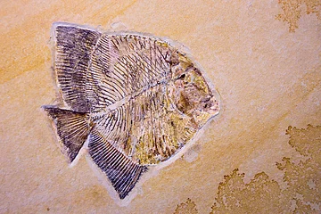 Fossilien im Museum Bergér