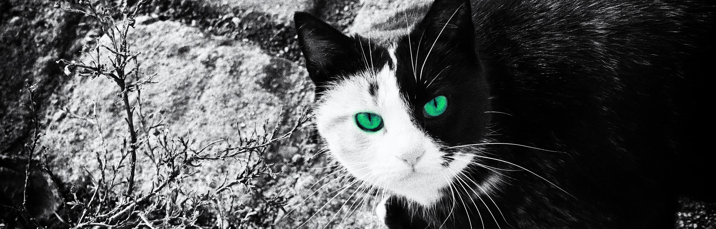 Schwarz-weiße Katze mit grünen Augen sitzt auf Steinboden neben vertrocknetem Busch.