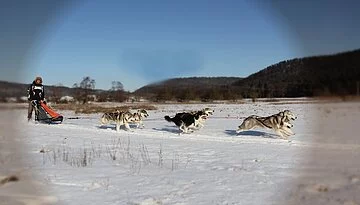 Husky Schlittenhunde