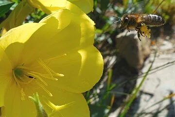 Biene im Anflug