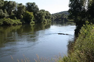 Donau bei Altisheim Angelgewässer des Sportanglervereins Burgheim - Donau bei Altisheim