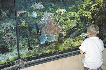 3a-fische 3a-fische